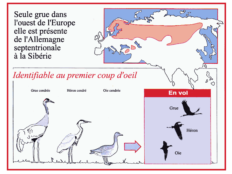 La vie de la Grue cendrée