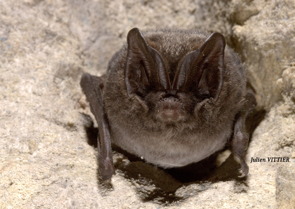 Barbastelle