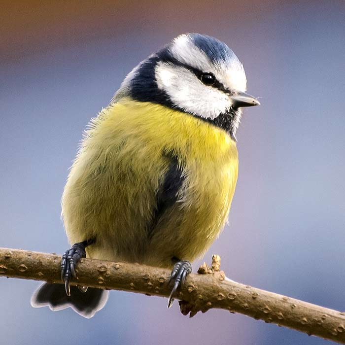 Mésange bleue - Photo Kathy Bücher