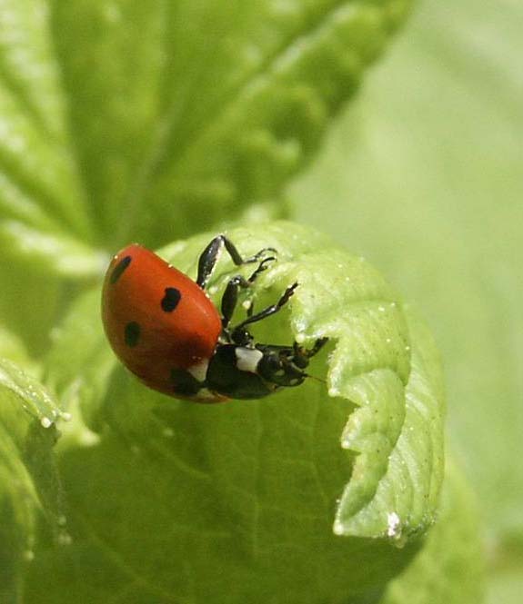 Photo: Sylvie DEWASME coccinelle Sylvie Dewasmes LPO2