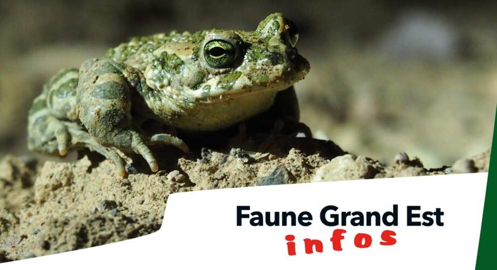 FGE infos