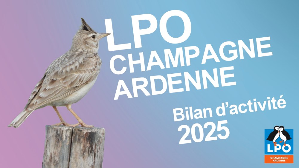 bilan activites 2025