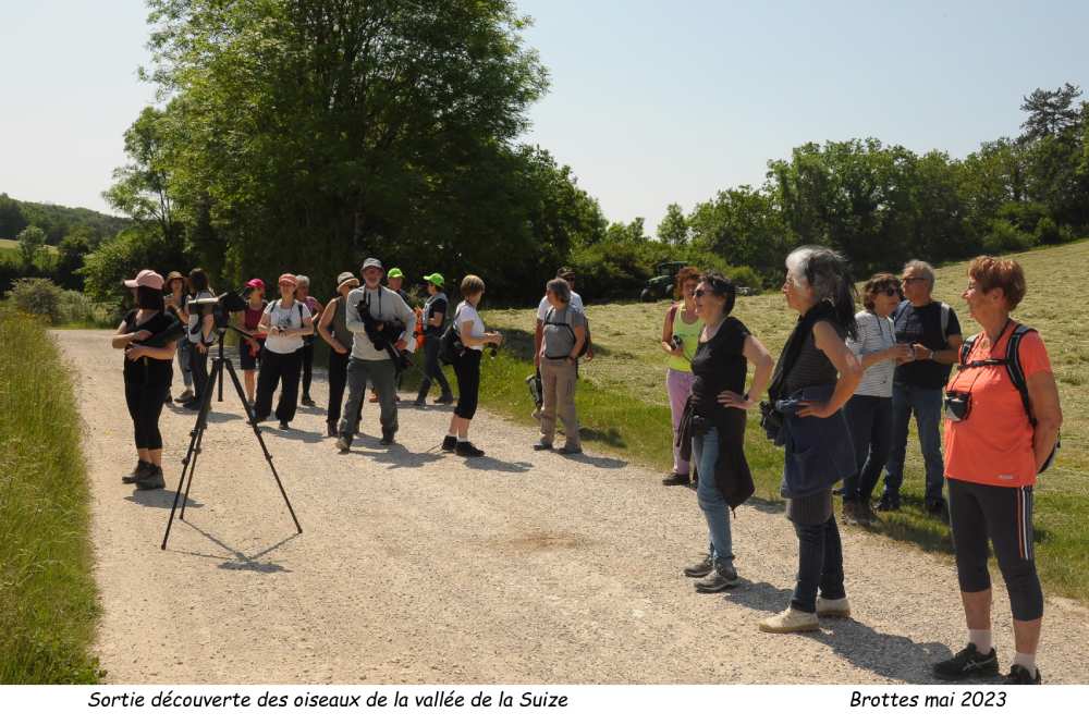 sortie découverte des oiseaux de la vallée de la suize brottes mai 2023