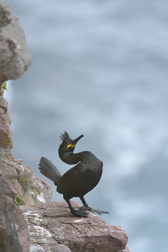 cormoran huppe dominique duyck