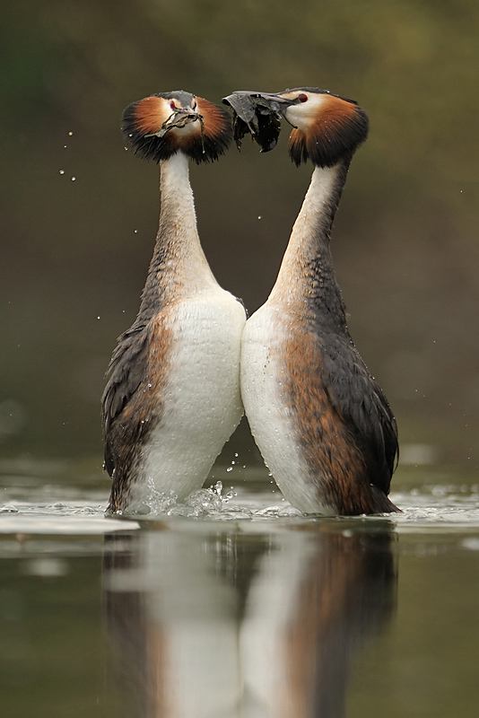 grebes huppes dominique duyck