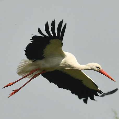 La Cigogne blanche, oiseau de l'année 2024