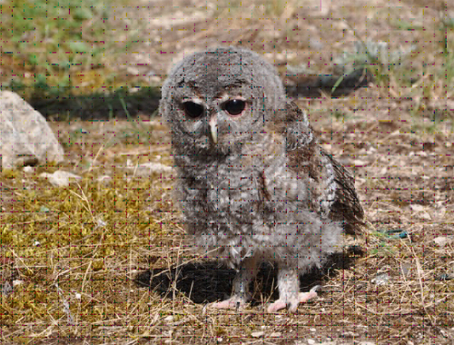 Sos Faune Sos Faune