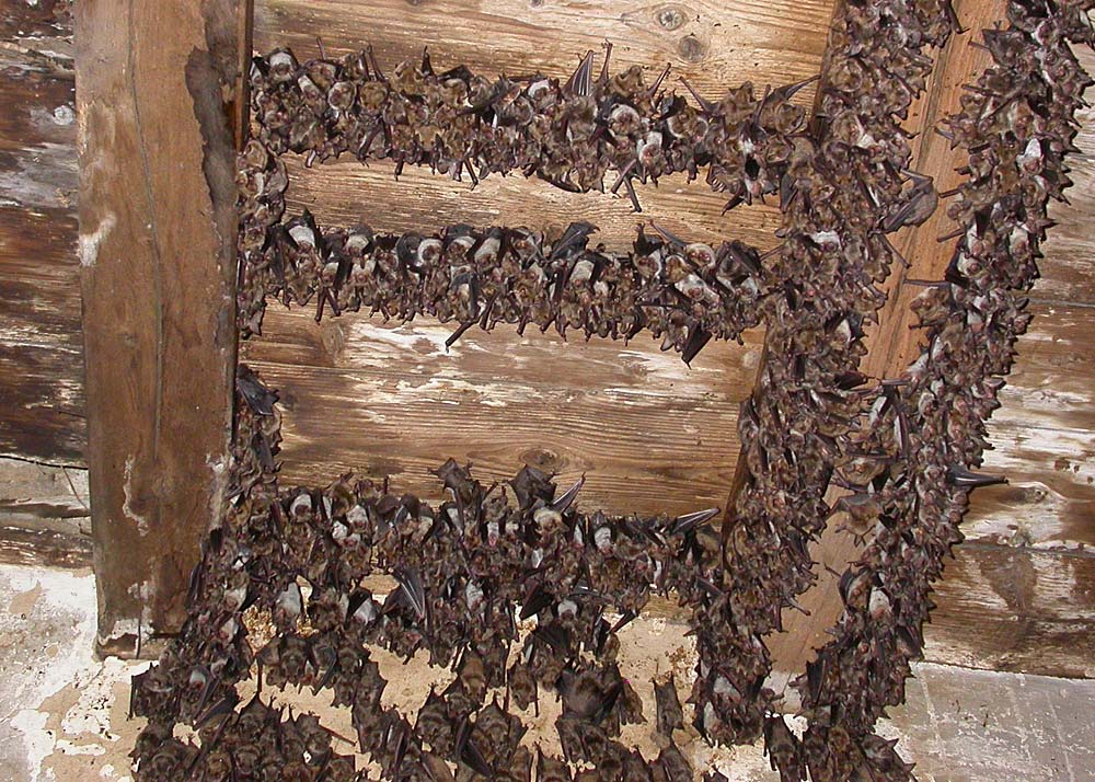 Nichoir à Chauves-souris En Bois Pour Extérieur - Maison à étage, Résistant Aux Intempéries, 24x8.3x9.3 Cm
