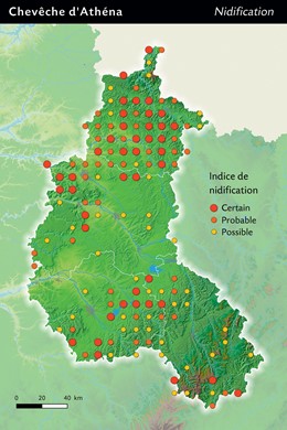 répartition chevêche