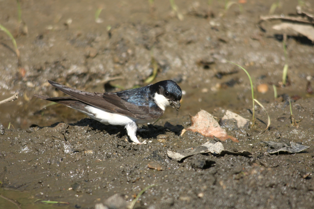 hirondelle de fenetre à la recherche de boue vpalomares