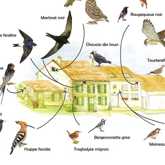 Oiseaux et patrimoine bâti