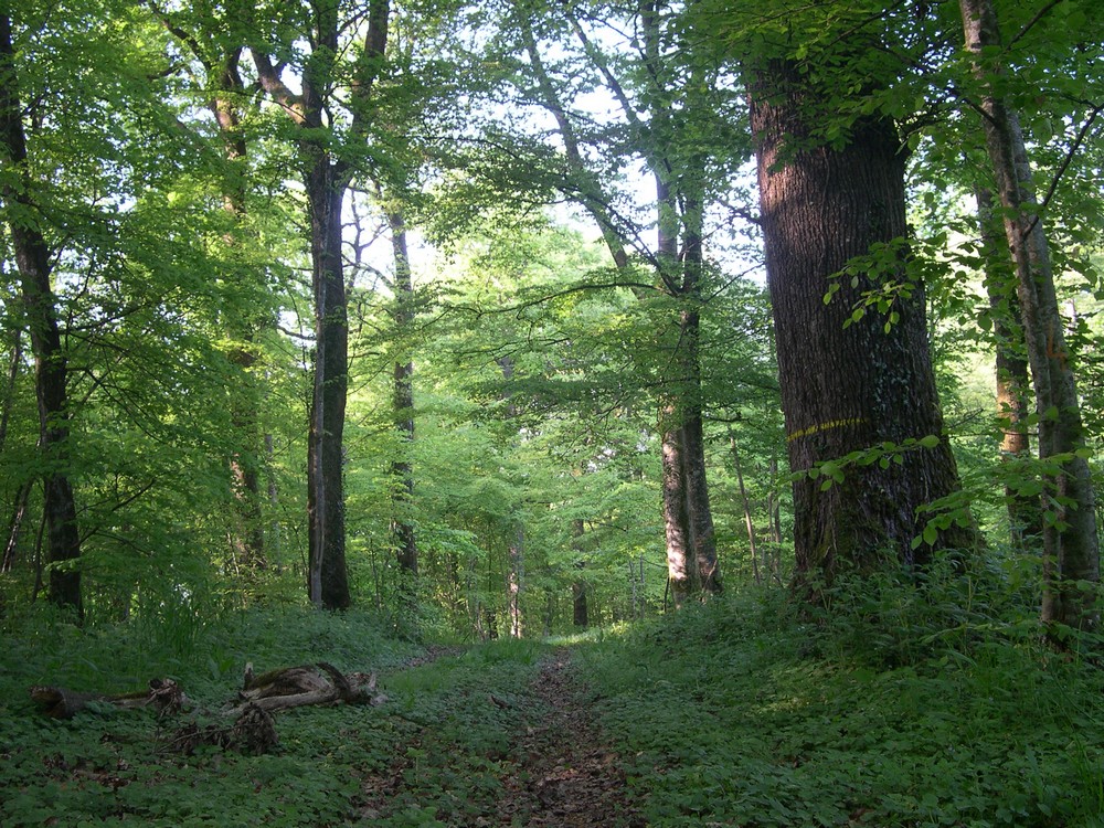 Forêt haut-marnaise