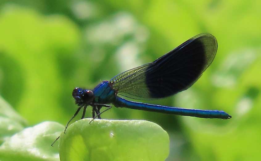 agrion eclatant - Photo : Jean-Jacques Charpy