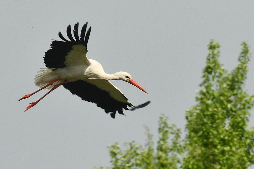 Cigogne blanche (Crédit photo : Michel Jamar)