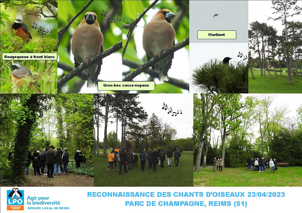 Sortie chants d’oiseaux au Parc de Champagne à Reims. 