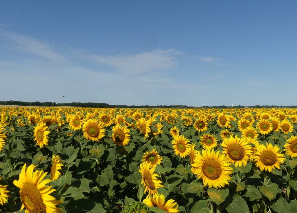 champ de tournesols