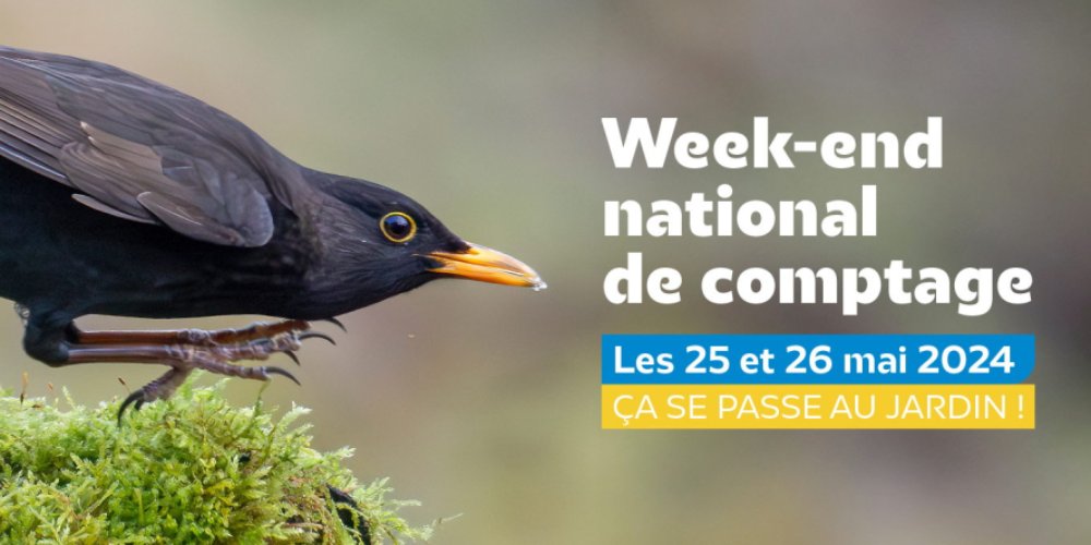 comptage oiseaux jardin 2024