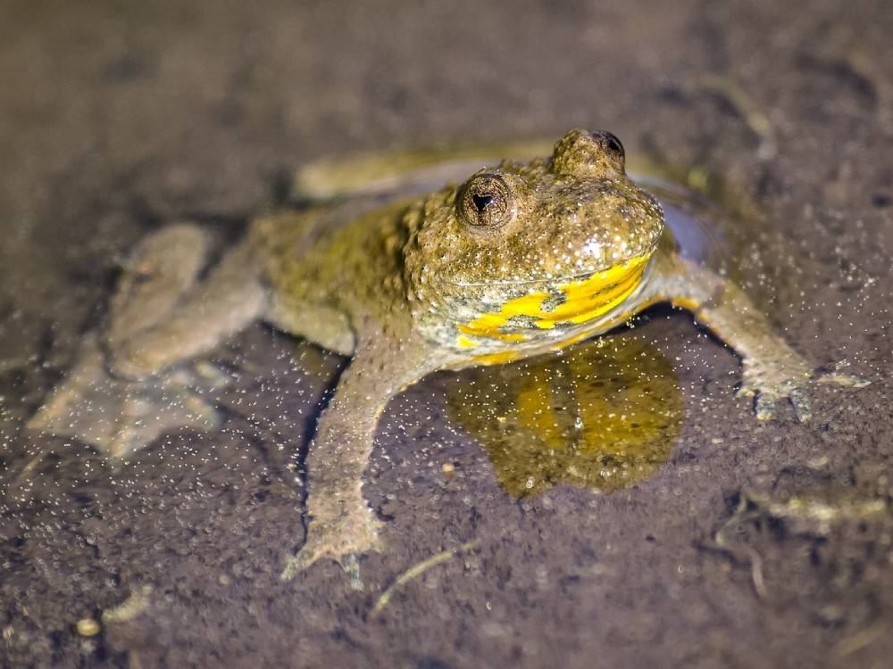 crapaud sonneur à ventre jaune kathy büscher de pixabay