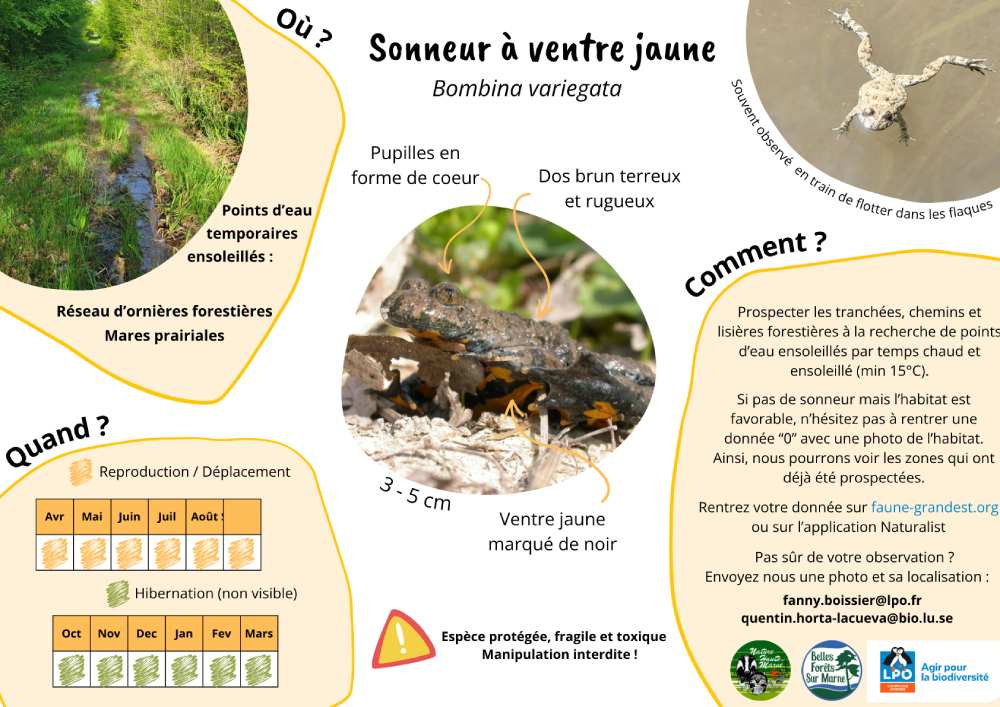 sonneur plaquette