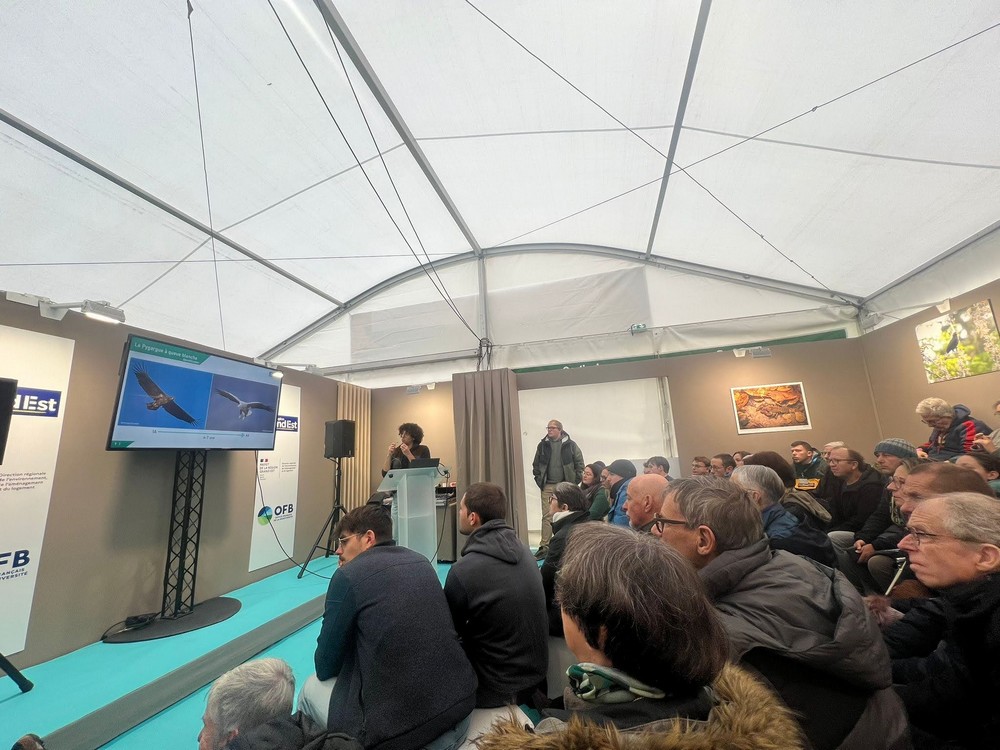 Présentation du Pygargue à queue blanche