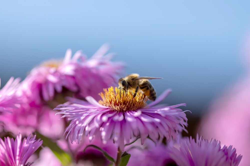 abeille photo thomas pixabay