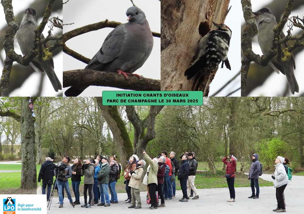 sortie chants doiseaux reims christine mauger1