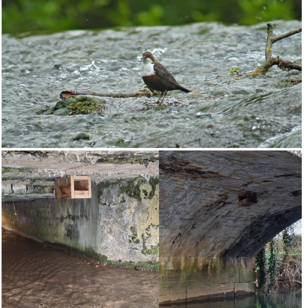 cincle plongeur pose nichoirs 3 photos 2 julia dorchymont