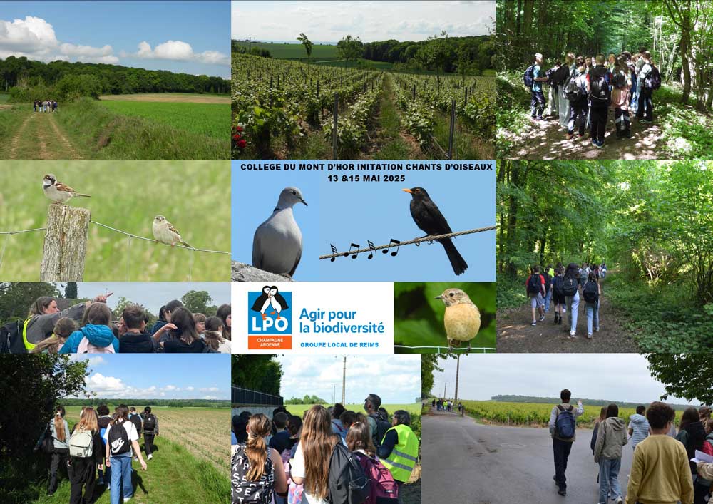 college sortie chants d oiseaux