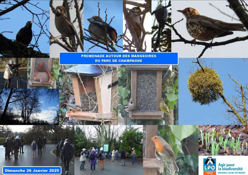 comptage oiseaux gl reims