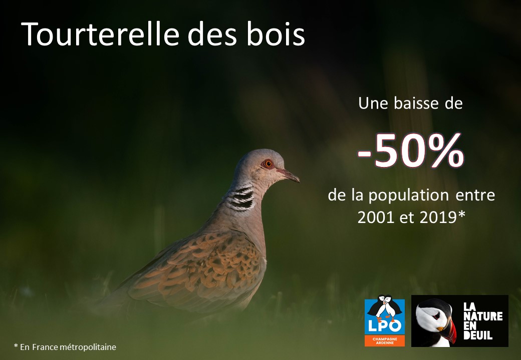 Tourterelle des bois 