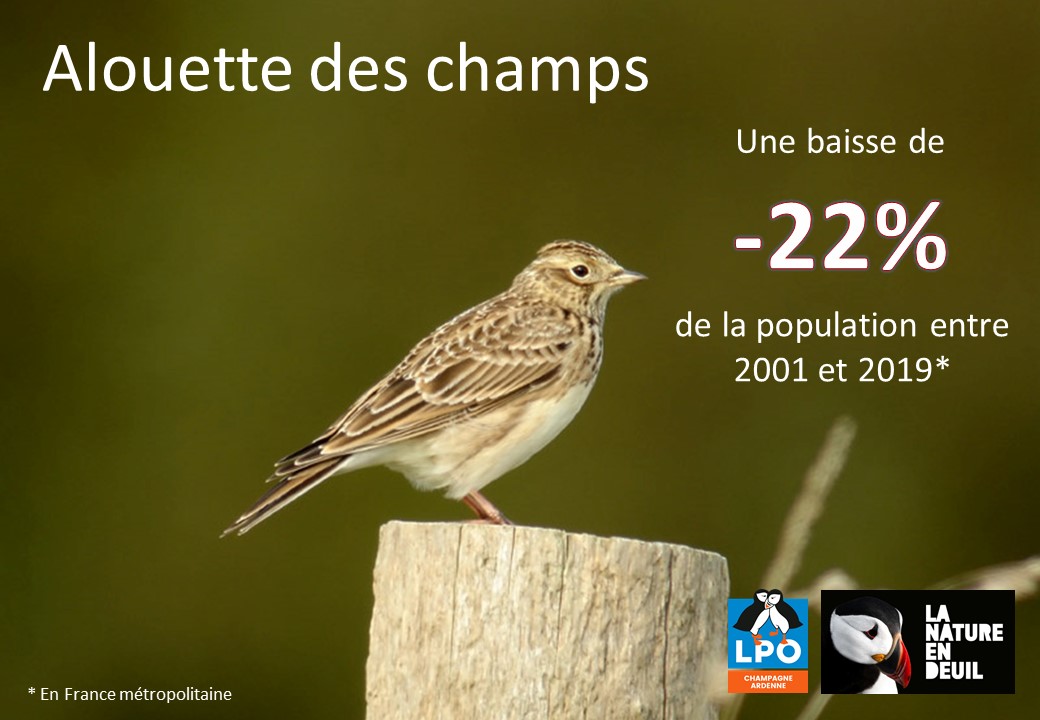 Alouette des champs