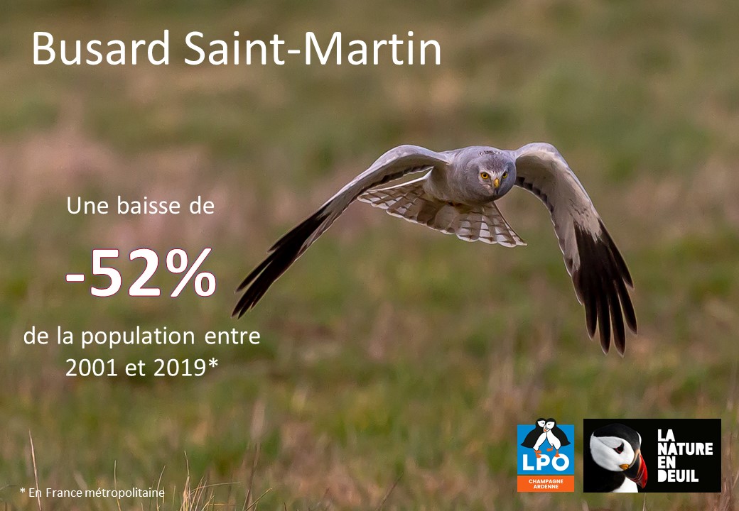Busard Saint-Martin
