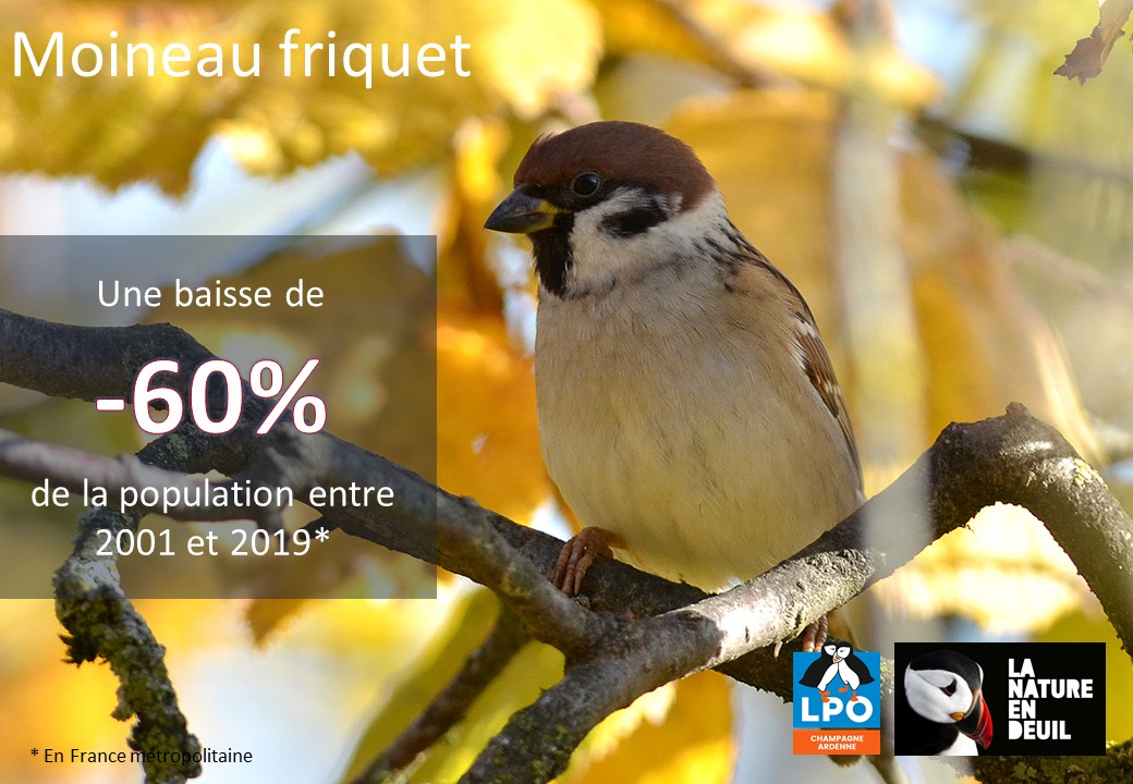 Busard Saint-Martin