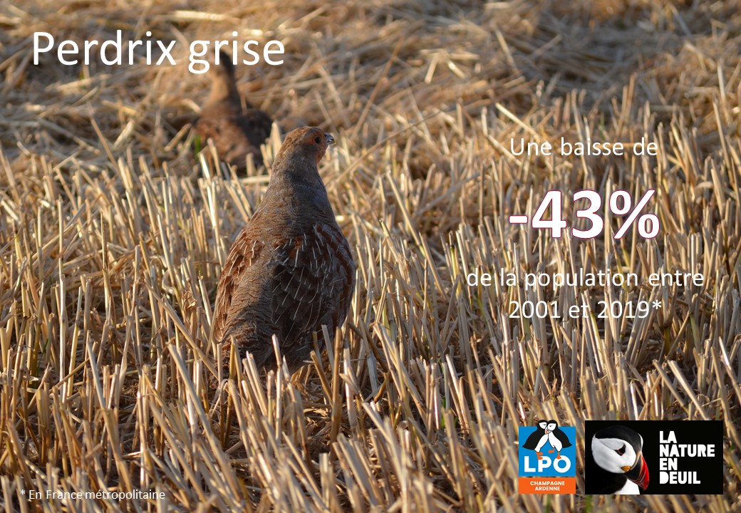 Perdrix grise