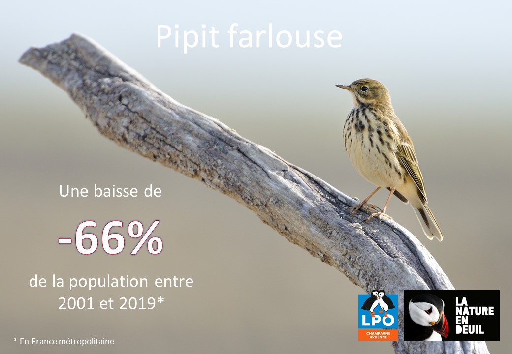 Pipit farlouse