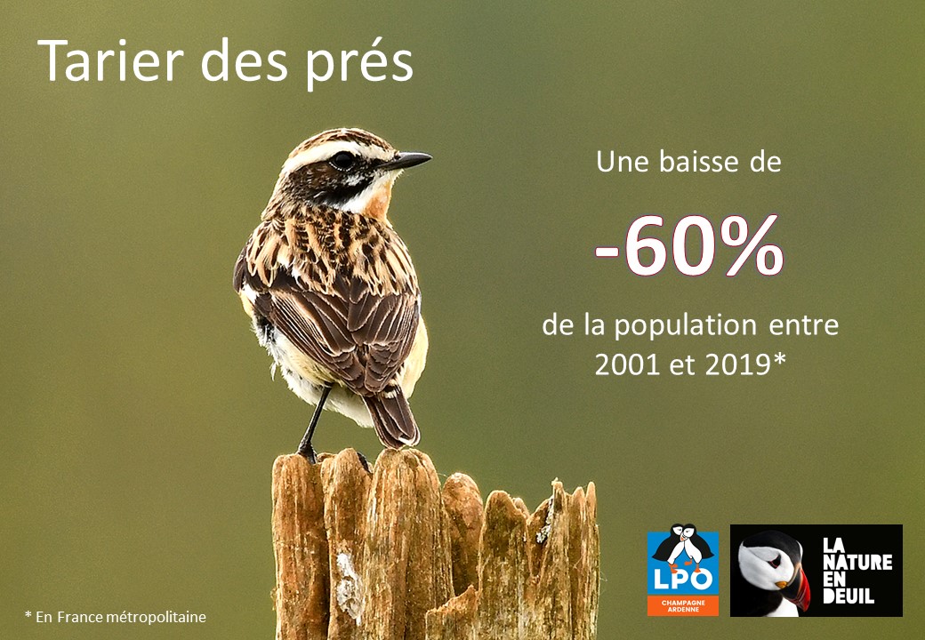 Tarier des prés
