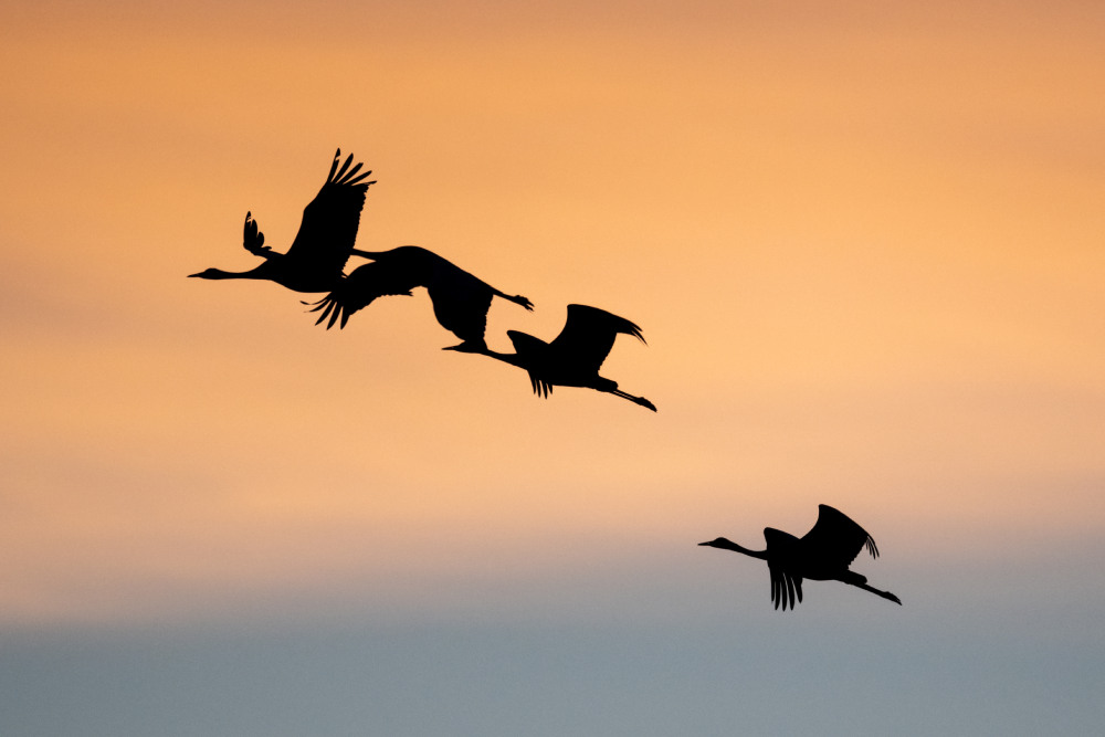 Photo LPO C.A. grues cendrées toussaint