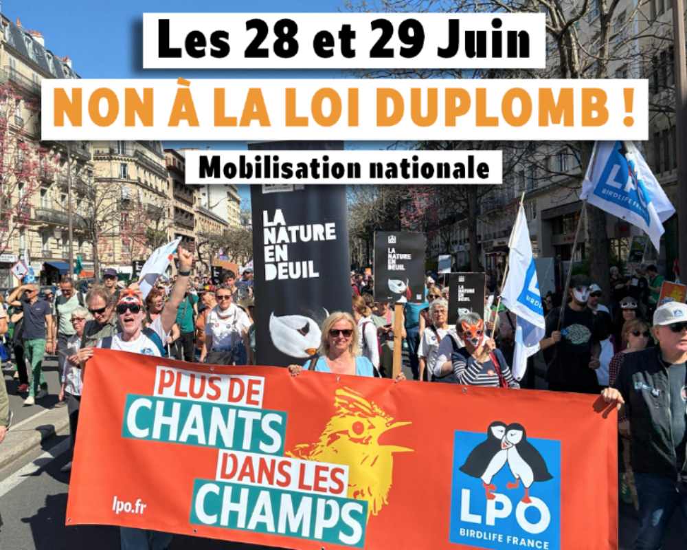 loi duplomb