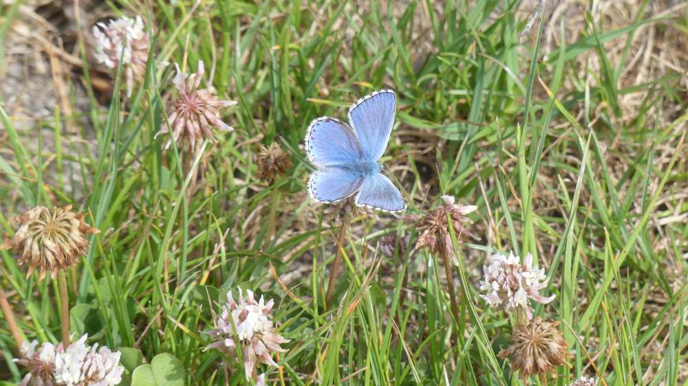 papillon bleu domb