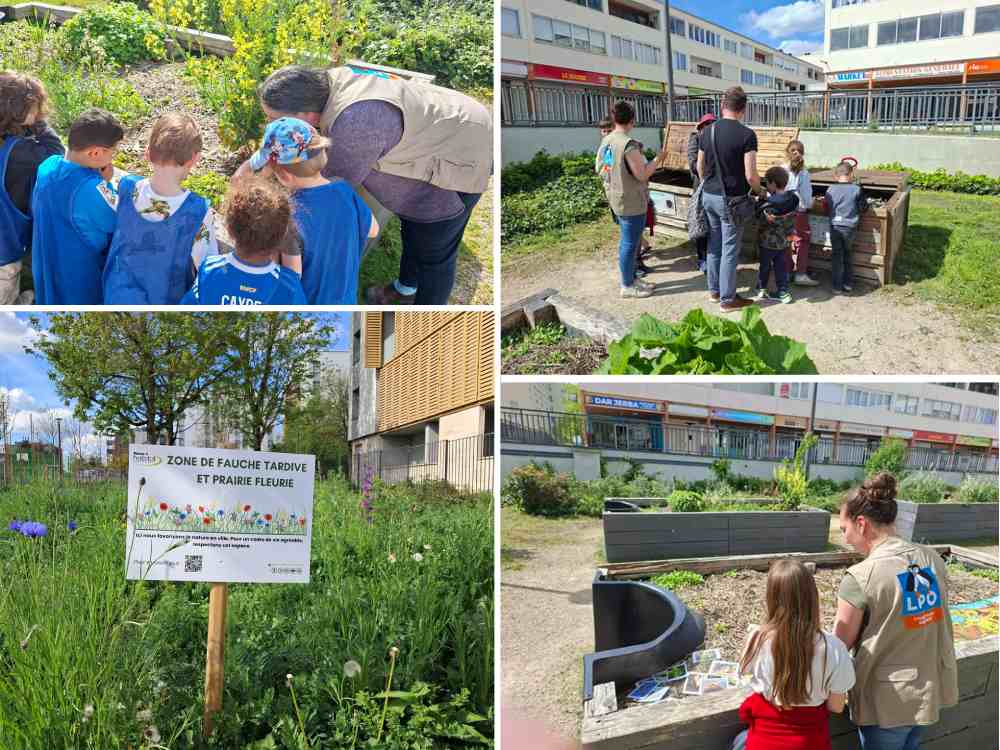 biodiversite potager sabine campion reims habitat