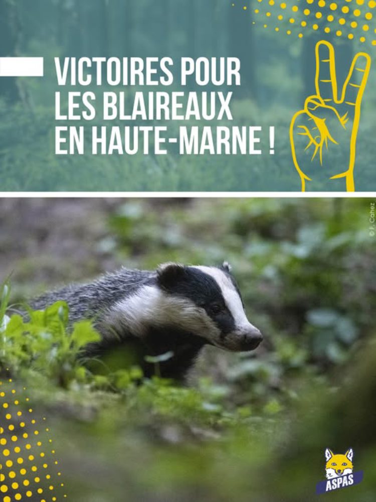 Affiche ASPAS blaireau en haute marne