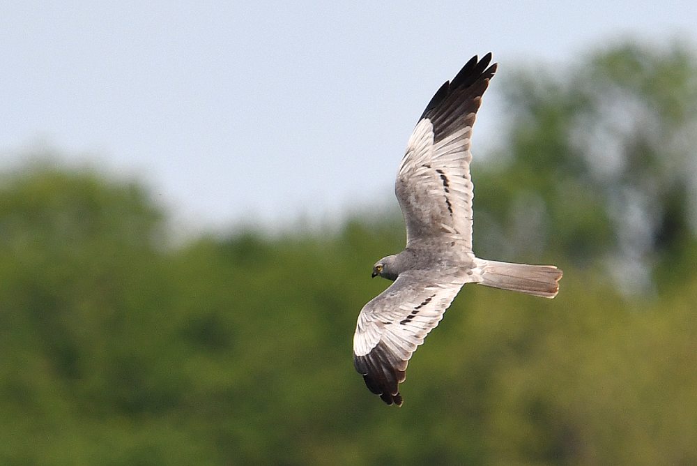 Photo Michel Jamar busard cendre michel jamar