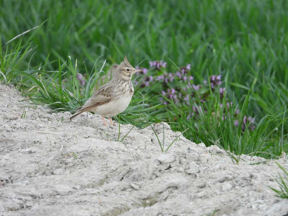 cochevis huppe christine mauger