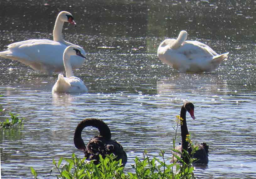 cygnes jj charpy