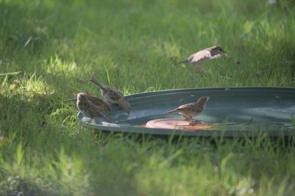 Oiseaux abreuvoir