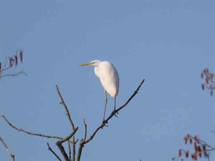 Grande Aigrette. Photo JJ Charpy grande aigrette jj charpy