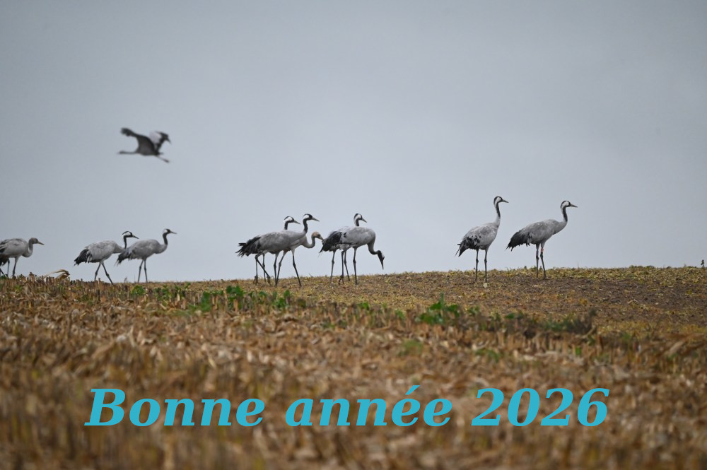 grues cendrees dans mais bonne annee 11.2025 domb