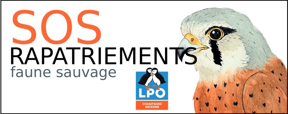 logo sos rapatriements rectangle