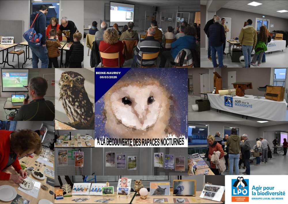 lpo beine nauroy rapaces nocturnes