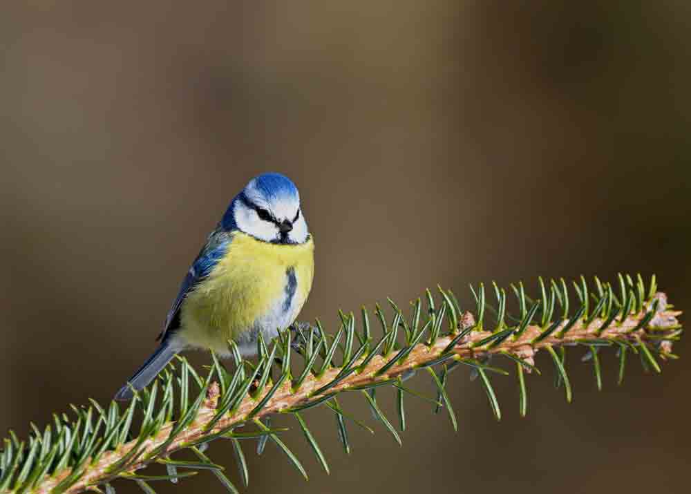 Mésange bleue par Jürgen de Pixabay